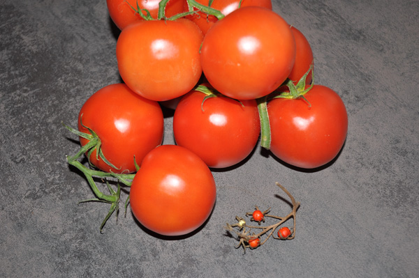 Stort och smått i tomaternas värld!